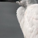 IMG_7183  Jeune aigrette garzette
